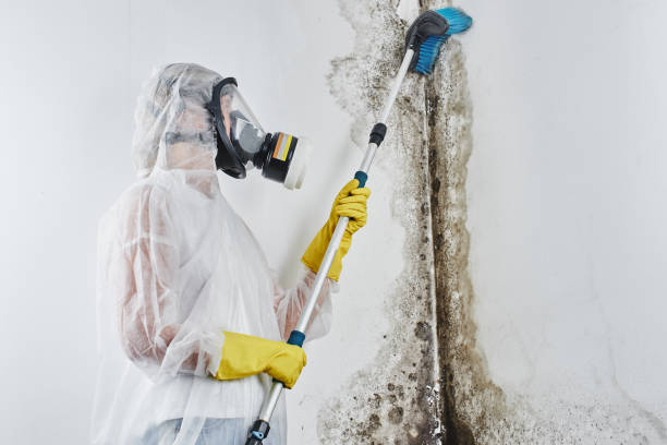 Best White Mold Remediation in Funny River, AK