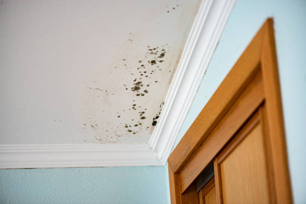 Best Black Mold Remediation in Funny River, AK