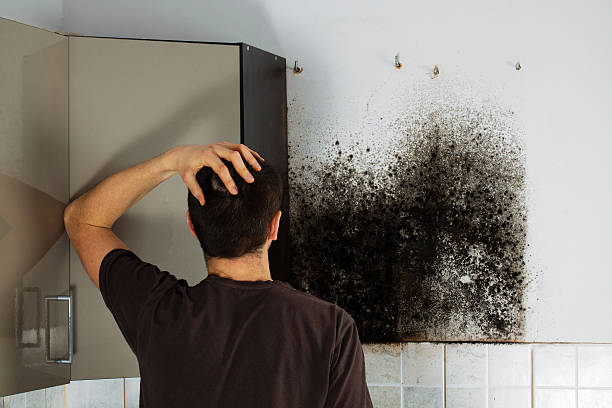 Best Kitchen Mold Remediation in Funny River, AK